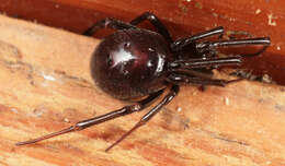 Image of False black widow