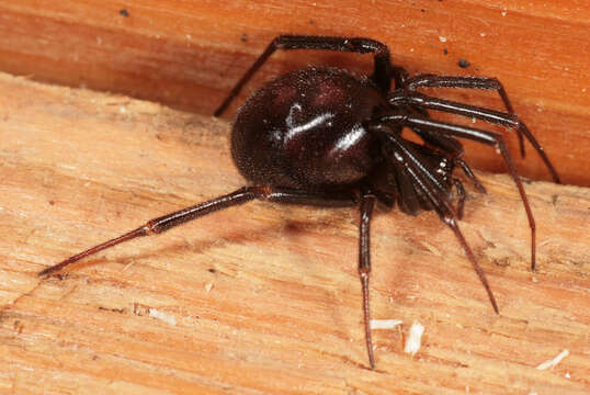 Image of False black widow