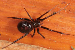 Image of False black widow