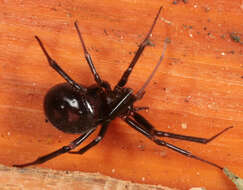 Image of False black widow