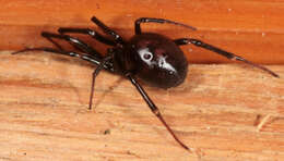 Image of False black widow