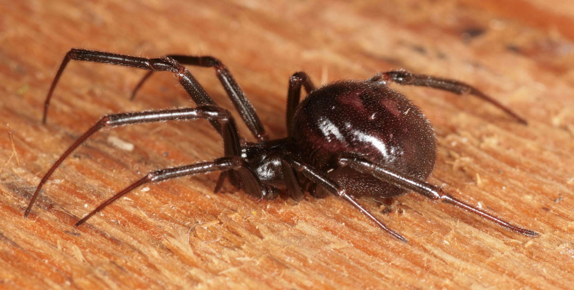 Image of False black widow