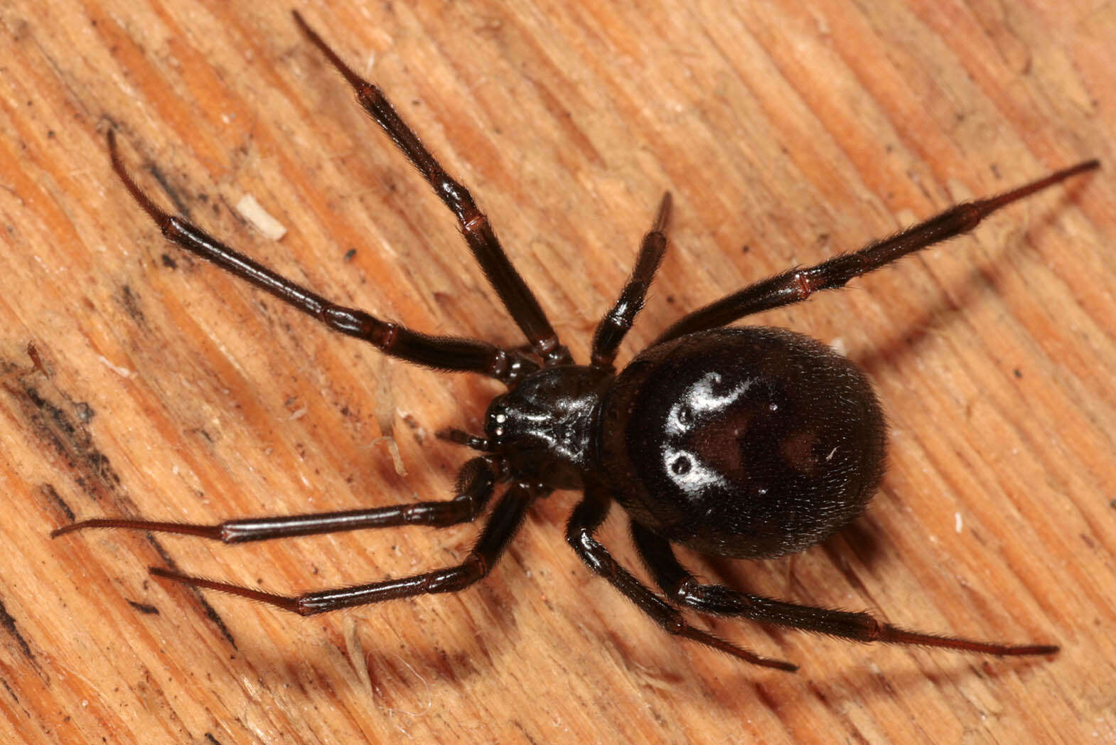 Image of False black widow