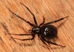 Image of False black widow