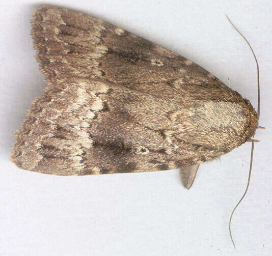 Image of copper underwing