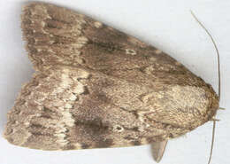 Image of copper underwing