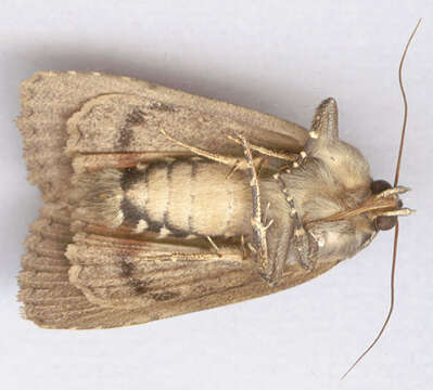 Image of copper underwing