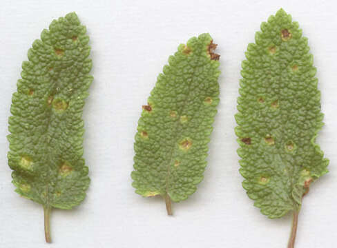 Imagem de Puccinia annularis (F. Strauss) G. Winter 1881