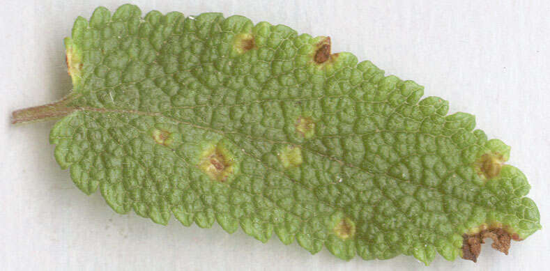 Imagem de Puccinia annularis (F. Strauss) G. Winter 1881