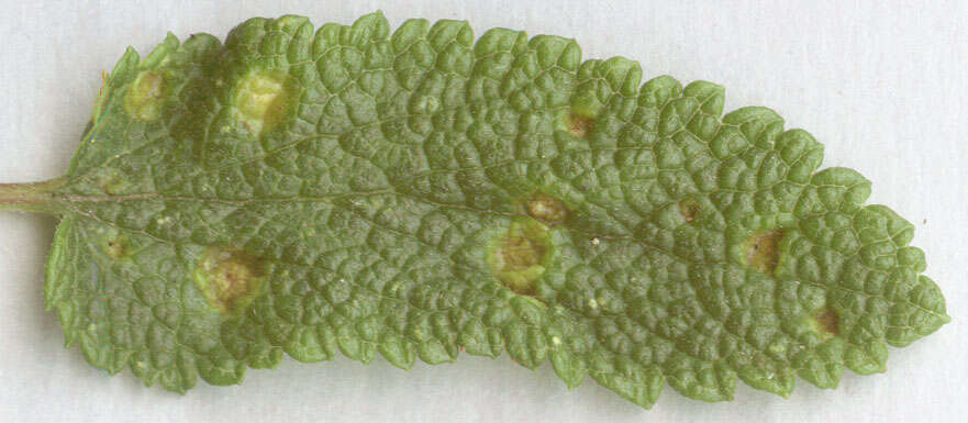 Imagem de Puccinia annularis (F. Strauss) G. Winter 1881