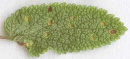 Imagem de Puccinia annularis (F. Strauss) G. Winter 1881