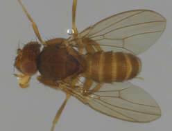 Слика од Scaptodrosophila deflexa (Duda 1924)