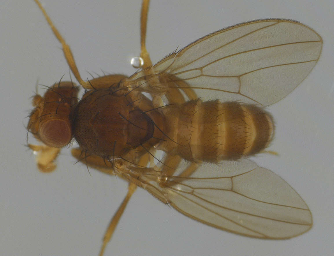 Слика од Scaptodrosophila deflexa (Duda 1924)