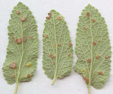 Imagem de Puccinia annularis (F. Strauss) G. Winter 1881