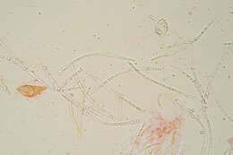 Cyclaneusma minus (Butin) Di Cosmo, Peredo & Minter 1983的圖片