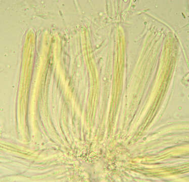 Imagem de Cyclaneusma minus (Butin) Di Cosmo, Peredo & Minter 1983