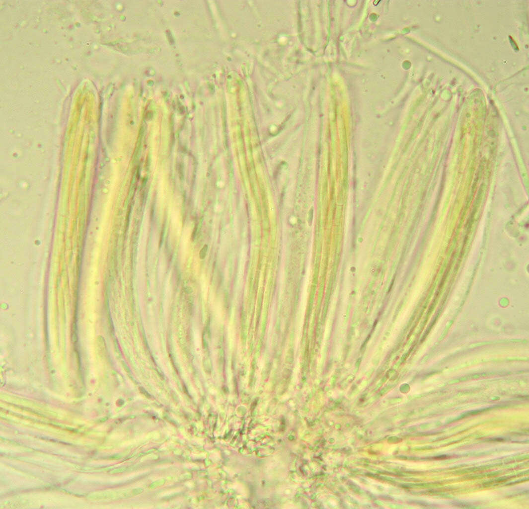 Cyclaneusma minus (Butin) Di Cosmo, Peredo & Minter 1983的圖片