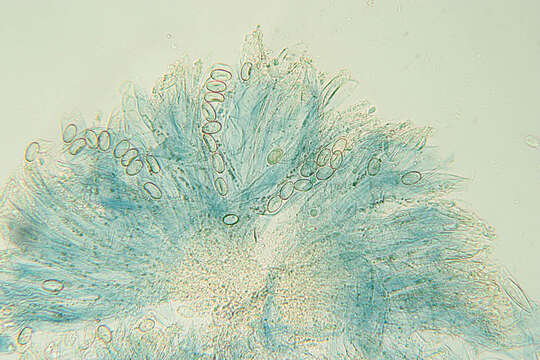 Iodophanus carneus (Pers.) Korf 1967的圖片