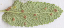 Imagem de Puccinia annularis (F. Strauss) G. Winter 1881