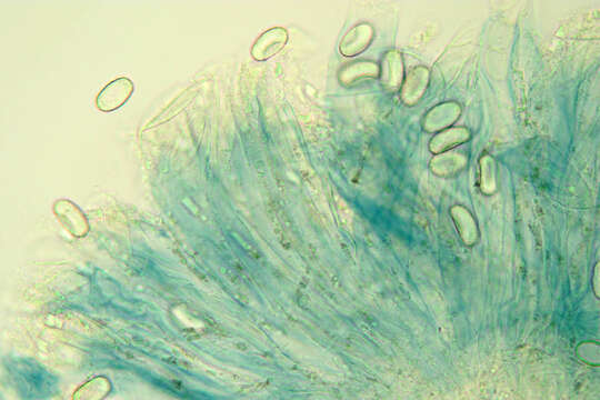 Imagem de Iodophanus carneus (Pers.) Korf 1967