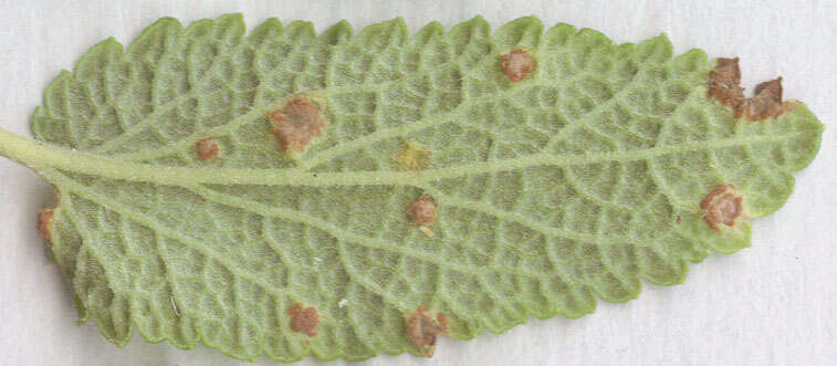 Imagem de Puccinia annularis (F. Strauss) G. Winter 1881