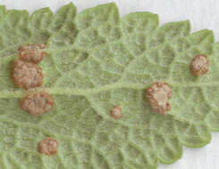 Imagem de Puccinia annularis (F. Strauss) G. Winter 1881