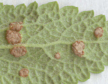 Imagem de Puccinia annularis (F. Strauss) G. Winter 1881