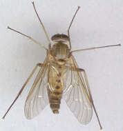 Image of Marsh Snipe fly