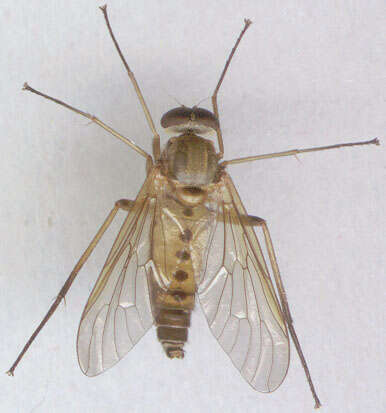 Image of Marsh Snipe fly