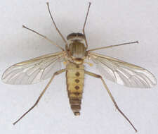 Image of Marsh Snipe fly