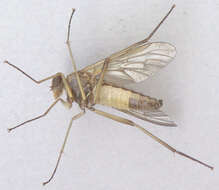 Image of Marsh Snipe fly