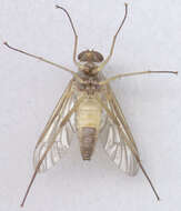 Image of Marsh Snipe fly