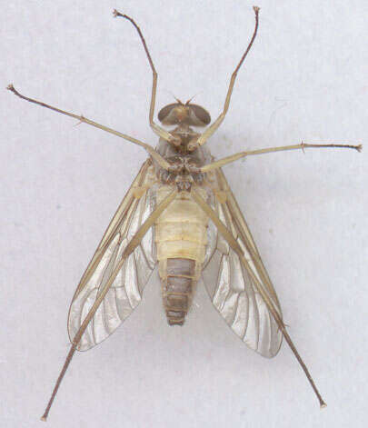 Image of Marsh Snipe fly