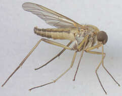 Image of Marsh Snipe fly