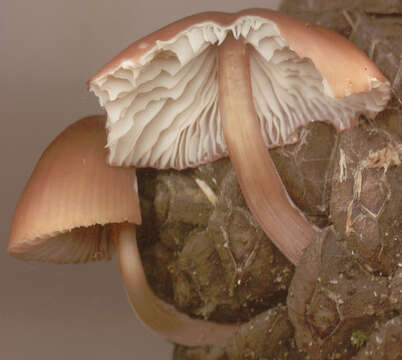 Image of Mycena seynii Quél. 1877