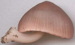 Image of Mycena seynii Quél. 1877