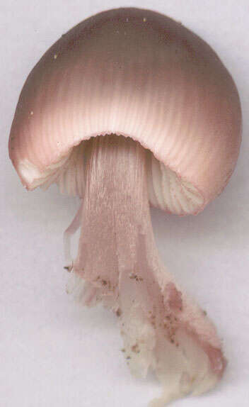 Image of Mycena seynii Quél. 1877