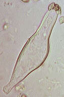 صورة Inocybe geophylla (Bull.) P. Kumm. 1871