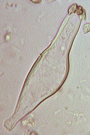 صورة Inocybe geophylla (Bull.) P. Kumm. 1871