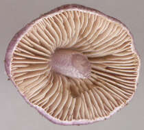 صورة Inocybe geophylla (Bull.) P. Kumm. 1871