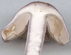 Inocybe geophylla (Bull.) P. Kumm. 1871 resmi