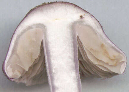 صورة Inocybe geophylla (Bull.) P. Kumm. 1871