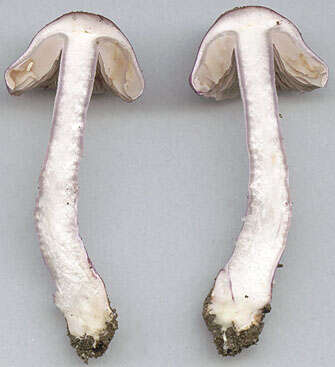 Inocybe geophylla (Bull.) P. Kumm. 1871 resmi