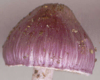 صورة Inocybe geophylla (Bull.) P. Kumm. 1871