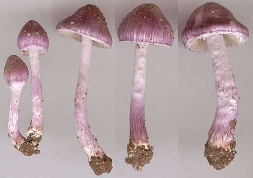 Inocybe geophylla (Bull.) P. Kumm. 1871 resmi