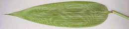 Image of broadleaf bamboo