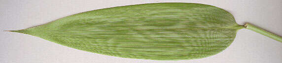 Image of broadleaf bamboo