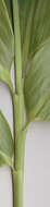 Image of broadleaf bamboo