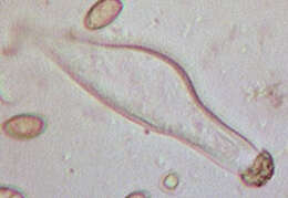 Inocybe geophylla (Bull.) P. Kumm. 1871 resmi