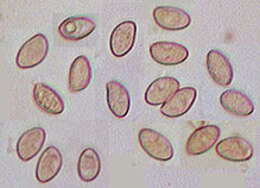 صورة Inocybe geophylla (Bull.) P. Kumm. 1871